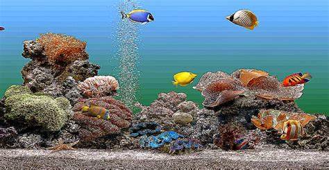 Aquarium Screensaver Windows 8 Best Free HD Wallpaper
