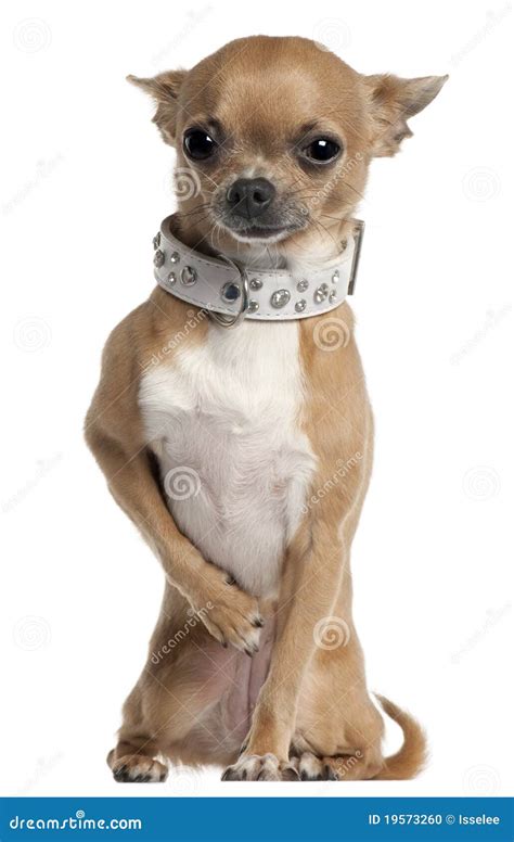 Chihuahua Wearing Collar Stock Photo Image Of Brown 19573260