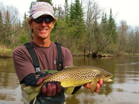 Lamprey - Chestnut Fish - Current Works Guide Service