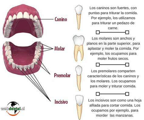 Image Result For Funcion De Los Dientes Escuela De Higiene Dental