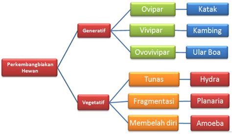 Peta Konsep Tentang Jaringan Hewan Pdf Imagesee