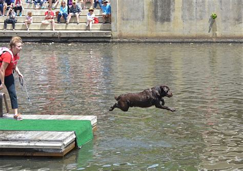More than 50 dogs competed in the ultimate air dogs competition this weekend at the 2017 clayton seaway splash. Reston: Dock Dogs Make a Big Splash at Lake Anne
