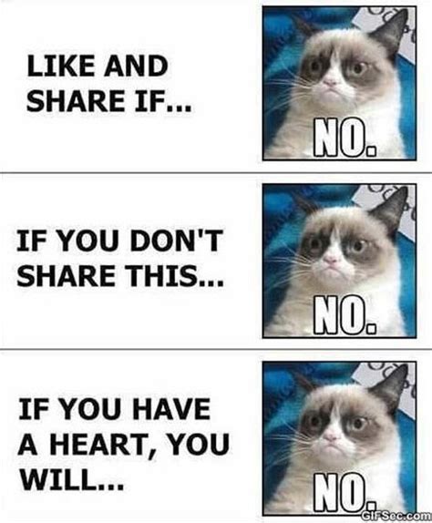 Angry Cat Meme Facebook Image Memes At