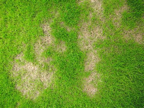 Lawn Care Whats Causing Yellow Spots On Your Lawn And How To Fix It