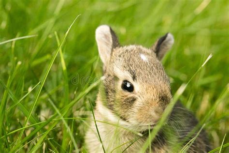 Baby Bunny Rabbit In Grass Stock Image Image Of Green 55272139