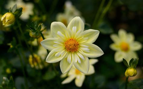 Dahlia Yellow Flowers High Quality Flower Wallpaper For