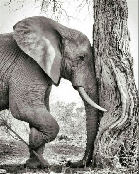 An Elephant Is Standing Next To A Tree