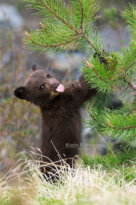 Top 10 Photos Of Baby Bears Being Adorable Cute And Cool Earth