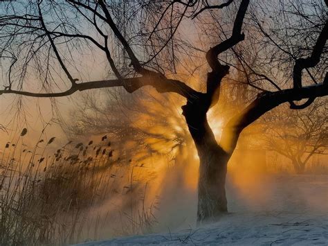 Misty Winter Morning Wallpaper Cool Wallpapers Hd Backgrounds