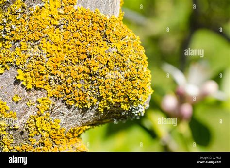 Lemon Tree Disease Hi Res Stock Photography And Images Alamy