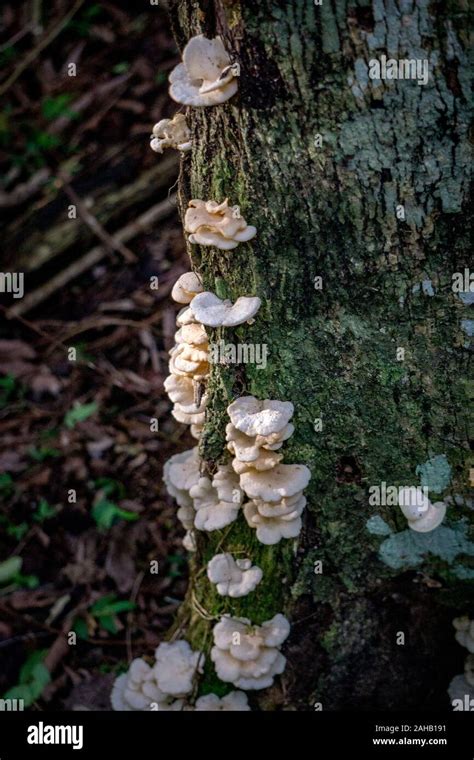 White Polyporaceae Mushrooms Known As Shelf Or Bracket Fungus On A