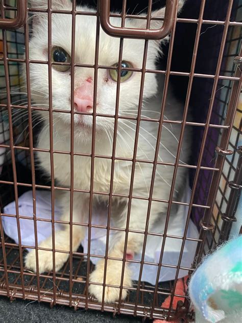 Lansing Area Nonprofit Helps Rescue Cats Lost After Kentucky Tornadoes