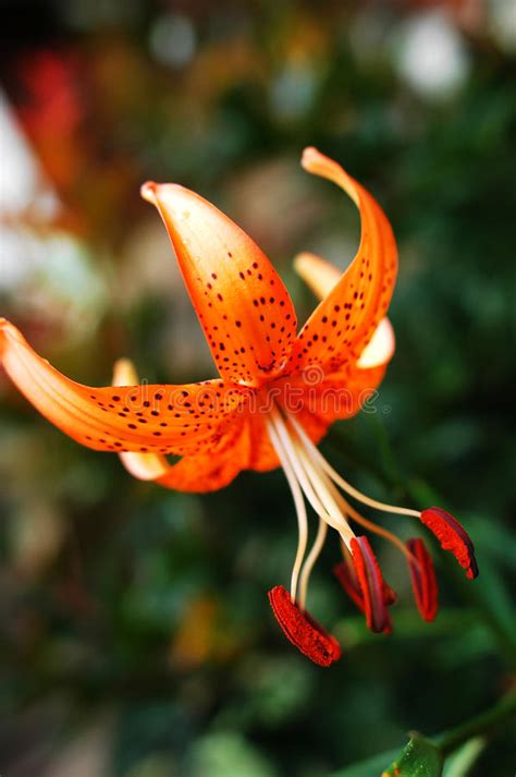 Eastern Lily Stock Photo Image Of Flower Leaf Holiday 18735228