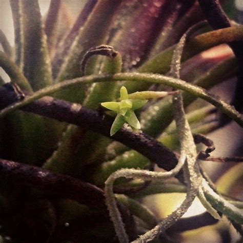 Tillandsia Tiny Pup Cremepuffers Photo On Instagram Tillandsia Air