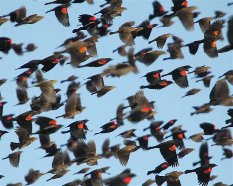 Spring Migration Birds Flickr