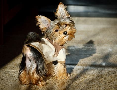 Yorkshire terriers are demanding and require lots of human attention! The Truth About Teacup Yorkies. Everything You Need To ...