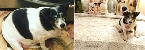 It will give her a healthy skin and a shiny coat. Best Dog Food For Weight Loss | Insider Envy