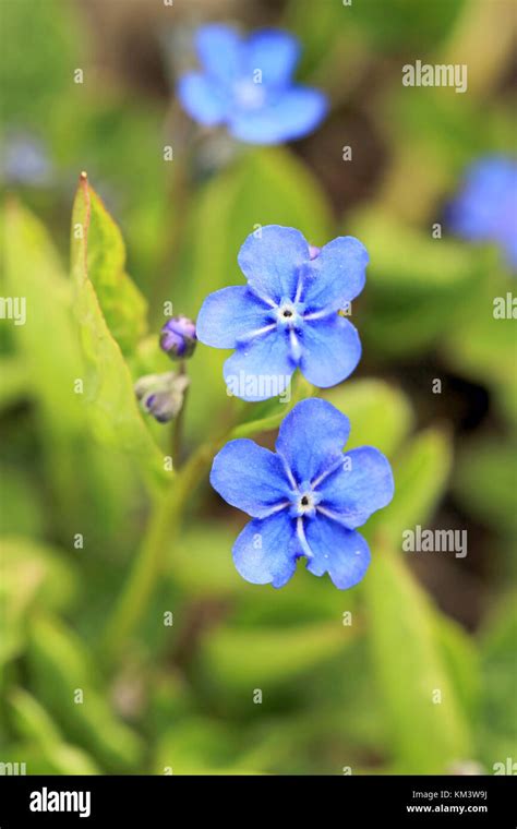 Blue Flowers Names And Pictures Meye Day Flowers