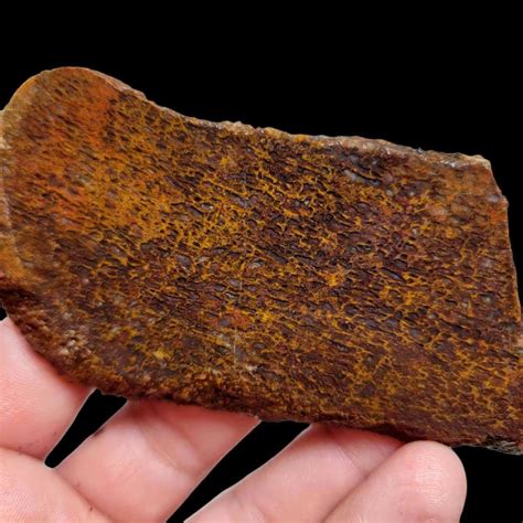 lapidarycentral gem dinosaur bone fossil dino bone lapidary stone slab