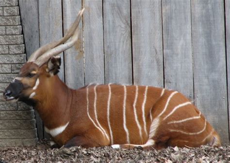 Abcs Of Animal World Beautifully Unique Mammals With Stripes