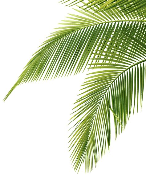 palm leaf png