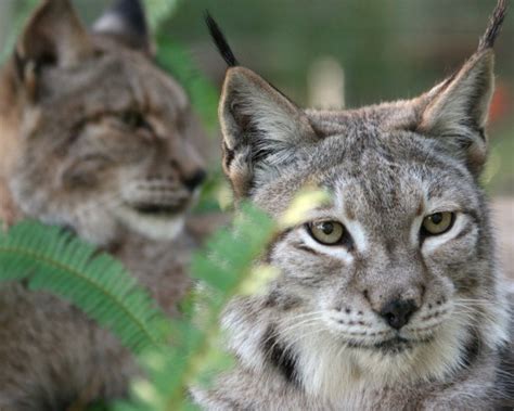 The name lynx comes from the greek word to shine, and may be in reference to the reflective ability of the cat's eyes. Lynx Photos | Big Cat Rescue