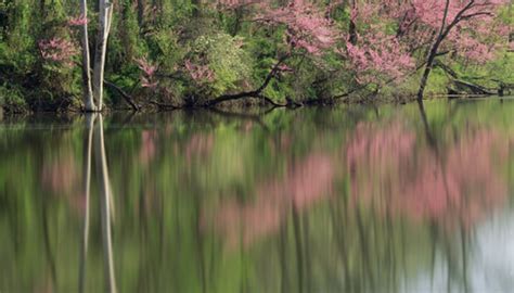 Maybe you would like to learn more about one of these? Identification of Flowering Trees in Tennessee | Garden Guides