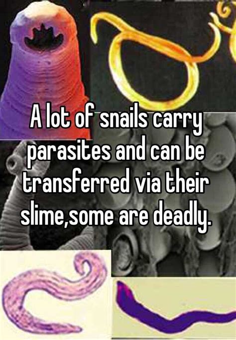 A Lot Of Snails Carry Parasites And Can Be Transferred Via Their Slime