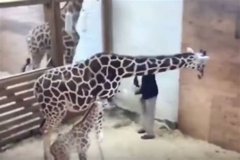 Here S April The Giraffe Kicking A Veterinarian Right In The Nuts [video]