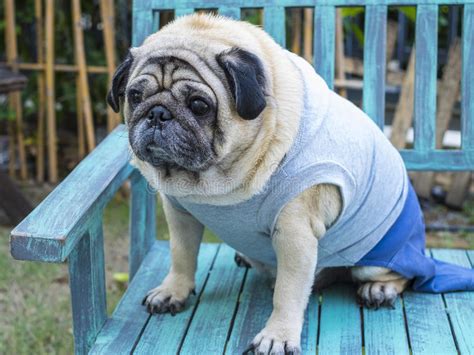 Fat Pug Dog Stock Photo Image Of Face Looking Serious 66449678