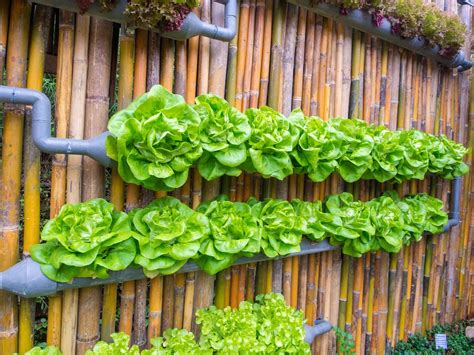 La huerta en casa es un tópico que se impone por doquier. 7 beneficios de tener un jardín o huerto vertical en casa