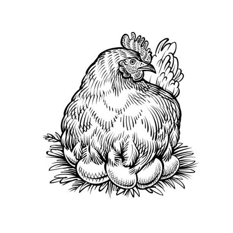 3400 Chicken On Nest Stock Illustrations Royalty Free Vector
