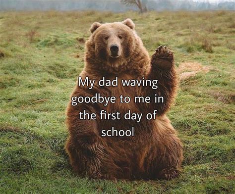 38 Animal Memes Goodbye Tabatha Brennan