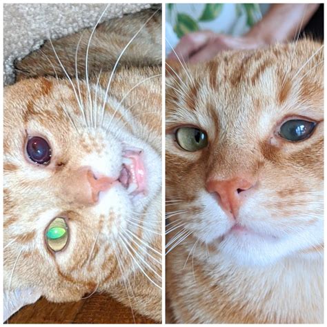 My Cat Cheeto Was A Rescue And Had A Really Bad Cyst In His Eye And The