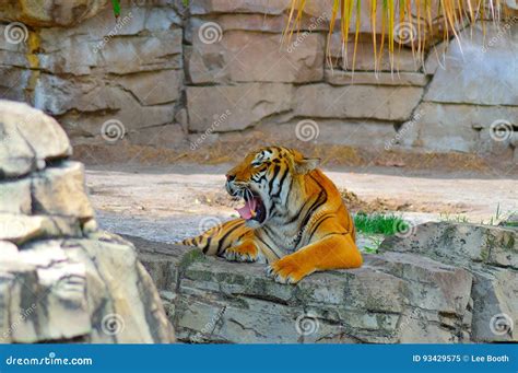 Tired Tiger Stock Image Image Of Tired Yawning Tiger 93429575