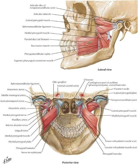 The human body has about 650 muscles and they come in all shapes and sizes. Flashcards - Anatomy Exam 2 - Muscle Tissue Skeletal ...