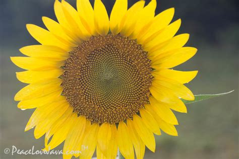 Sunflower Fields Mckee Beshers Wildlife Management Area Krista