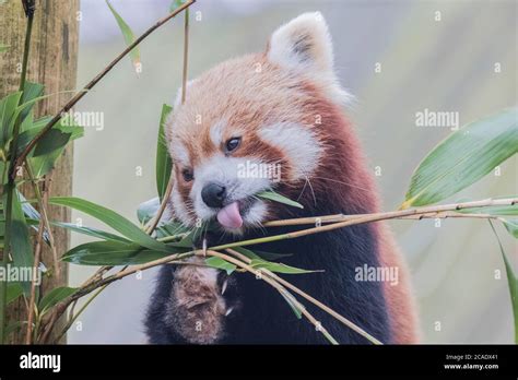 Panda Lake High Resolution Stock Photography And Images Alamy