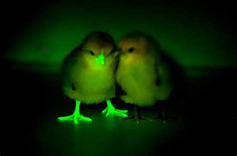 Glow-In-The-Dark Chickens Are Genetically Engineered to Fight Bird Flu