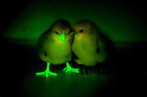 Glow In The Dark Chickens Are Genetically Engineered To Fight Bird Flu