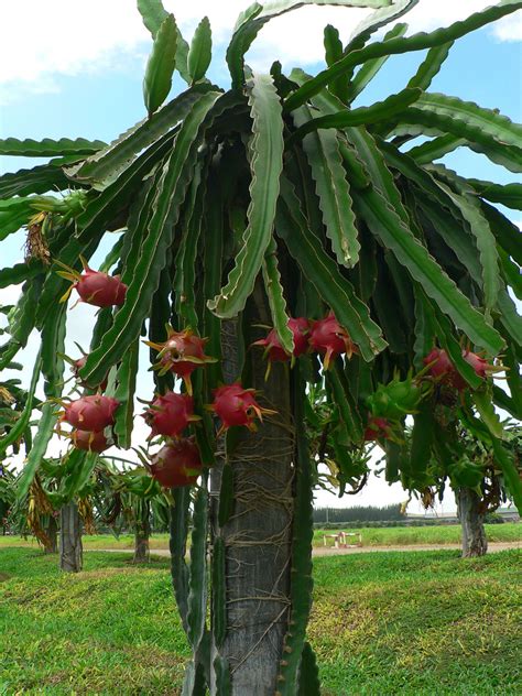 Mexican spanish, from haitian creole. Dragon Fruit (Pitaya) Production Guide