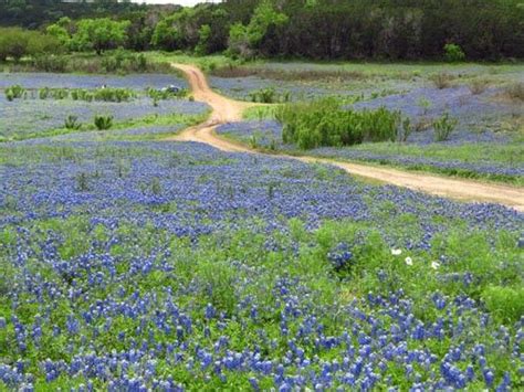 Bluebonnets Blooming At Muleshoe Bend Near Austin Places To Visit