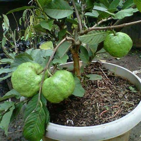 (1) mengikat kantong plastik di cabang buah berada, cara ini. Dijual Bibit Jambu Kristal Ijo (tg. 60 cm) Cepat Berbuah - Toko Pertanian