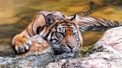 Lazy Tiger In The Pond Hd Desktop Wallpaper Widescreen High
