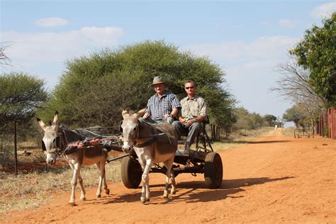 Donkey Cart South Africa Animals Beautiful Animals