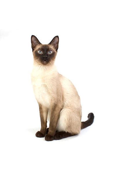 320 Siamese Cat Side View Stock Photos Pictures And Royalty Free Images