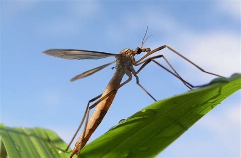 Insect Meaning Crane Fly Symbolism On Whats Your Sign