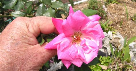 rosegasms like many most roses in central florida in the summer heat pink cracker rose sees