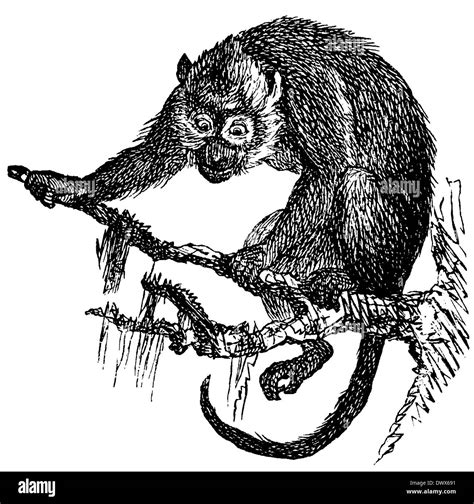 Monkey Drawing Hi Res Stock Photography And Images Alamy