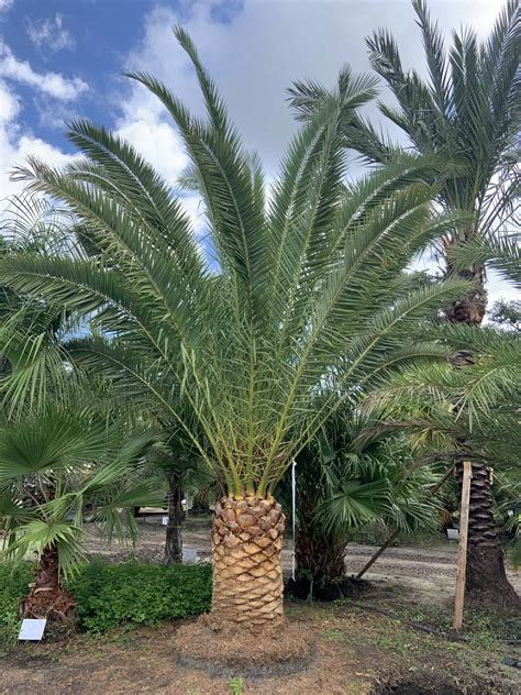 Canary Island Date Palm Liberty Landscape Supply
